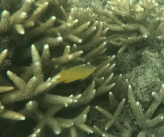 Pomacentrus moluccensis