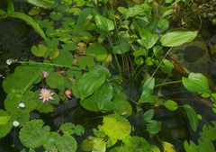 Echinodorus palifolius