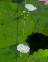Echinodorus palifolius
