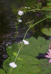 Echinodorus palifolius