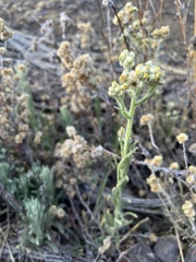Pseudognaphalium sandwicensium