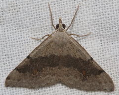 Dichromodes molybdaria