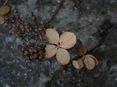Hydrangea longifolia