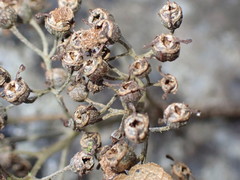 Hydrangea longifolia