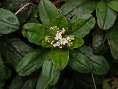 Trigonotis formosana elevatovenosa