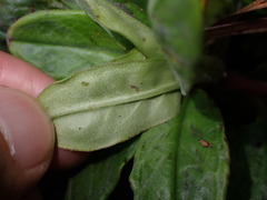 Trigonotis formosana elevatovenosa