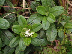 Trigonotis formosana elevatovenosa