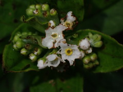 Trigonotis formosana elevatovenosa