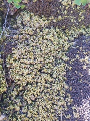 Homalothecium aureum