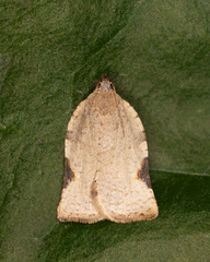 Meritastis ursina