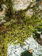 Homalothecium aureum