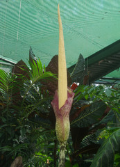 Amorphophallus decus-silvae