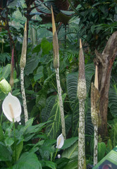 Amorphophallus decus-silvae