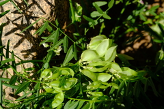 Lessertia benguellensis