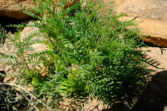 Lessertia benguellensis