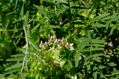 Lessertia benguellensis