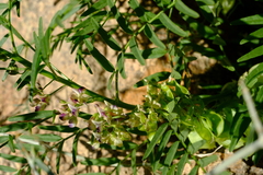 Lessertia benguellensis