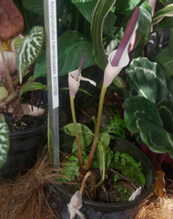 Amorphophallus haematospadix