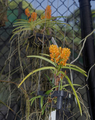 Ascocentrum aurantiacum