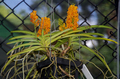 Ascocentrum aurantiacum