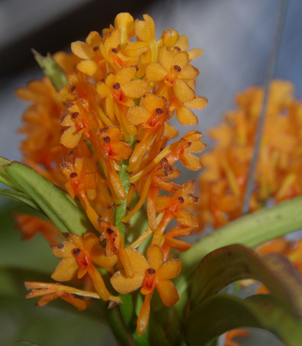 Aurantiaca Orchid
