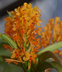 Ascocentrum aurantiacum