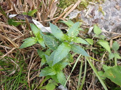 Mercurialis leiocarpa