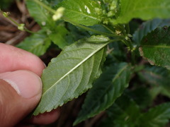 Mercurialis leiocarpa