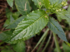 Mercurialis leiocarpa