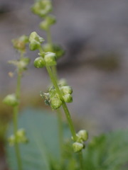 Mercurialis leiocarpa