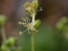 Mercurialis leiocarpa