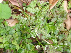 Sanicula lamelligera