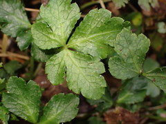 Sanicula lamelligera