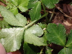 Sanicula lamelligera