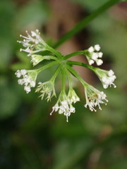 Sanicula lamelligera
