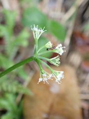 Sanicula lamelligera