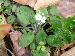Trigonotis formosana elevatovenosa