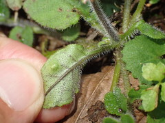 Trigonotis formosana elevatovenosa