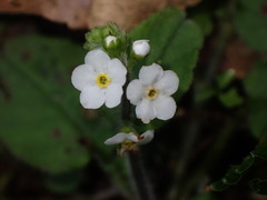 Trigonotis formosana elevatovenosa