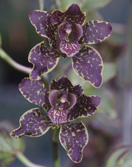 Grammatophyllum
