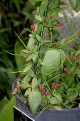 Dischidia pectenoides