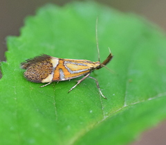 Alabonia staintoniella