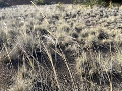 Nassella cernua