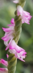 Spiranthes sinensis