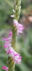 Spiranthes sinensis