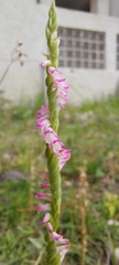 Spiranthes sinensis
