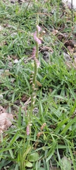 Spiranthes sinensis