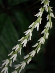 Chloranthus henryi