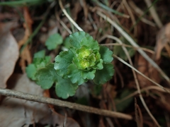Chrysosplenium japonicum