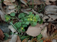 Chrysosplenium japonicum